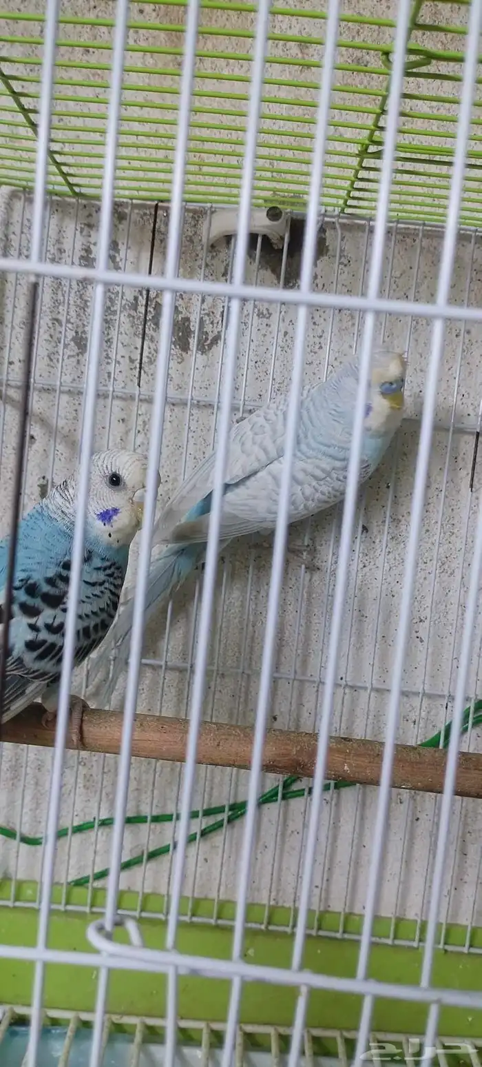 طيور بادجي 3