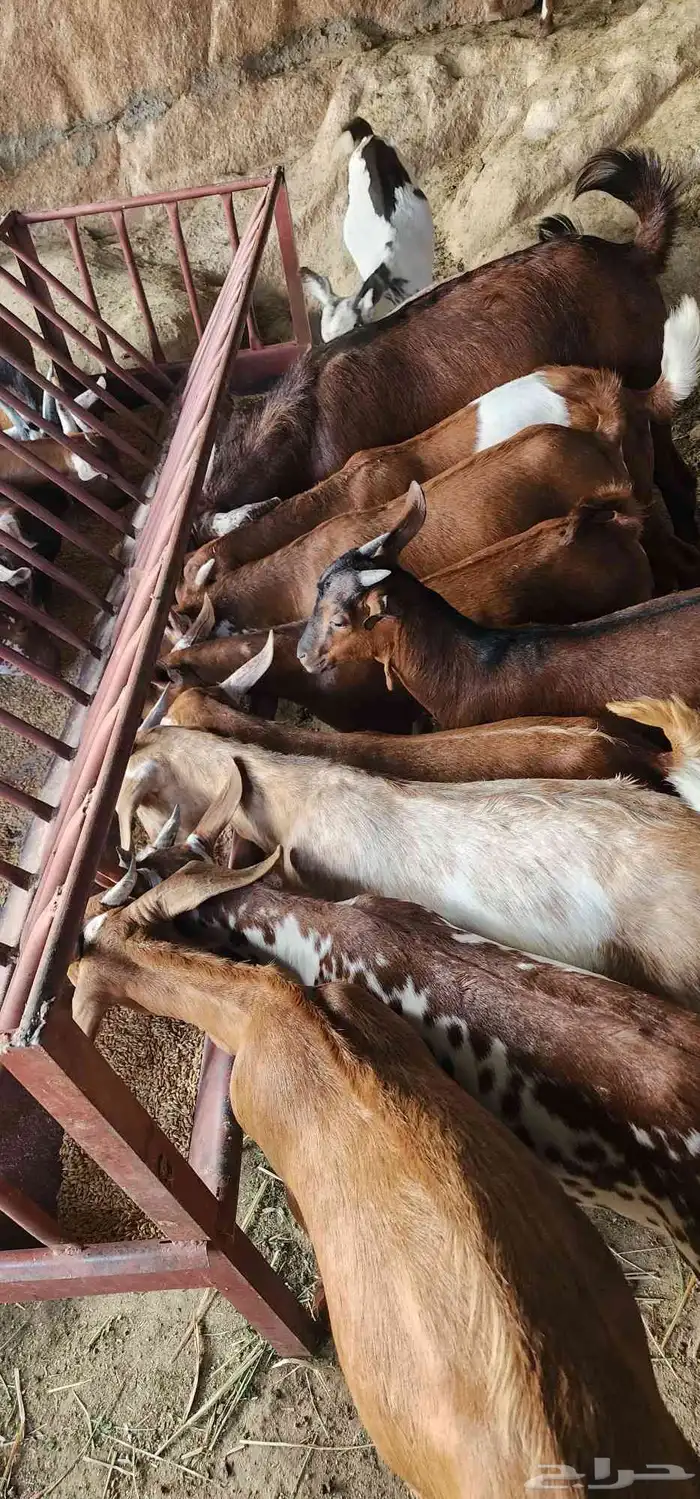 جفران دهم بلدي العدد 20 1