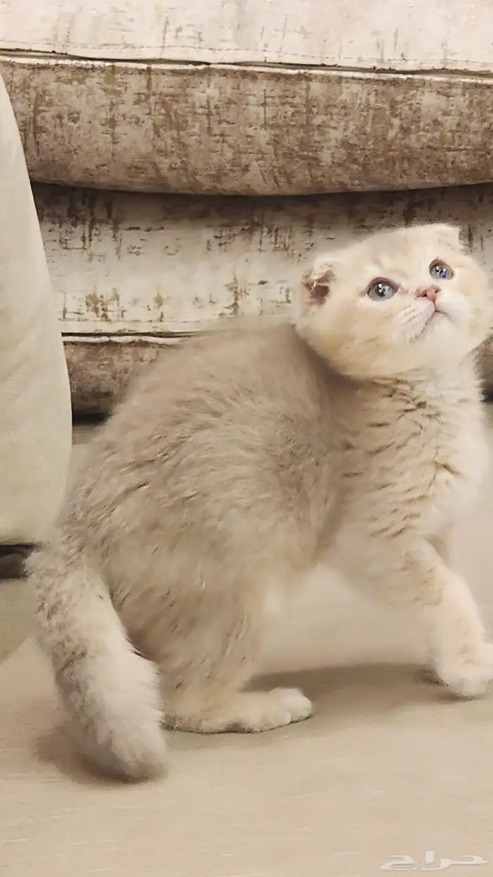 كيتن ذكر سكوتش فولد عمر شهرين ونص 0