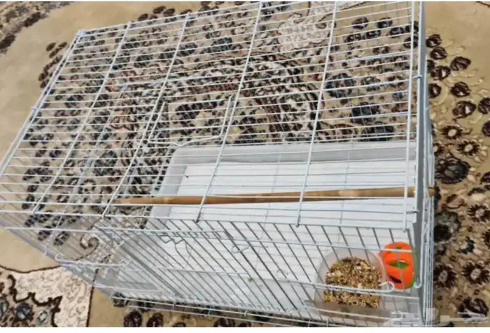 طير كروان اليف 5