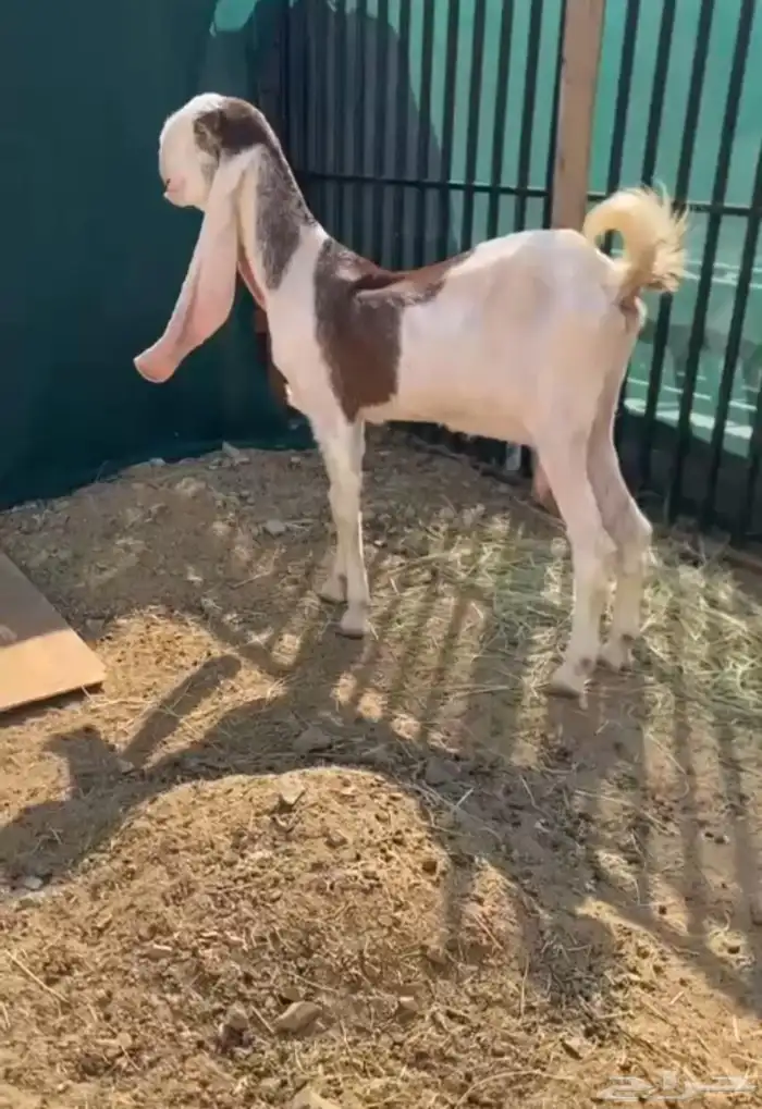 عنز مطوره فاخره 3