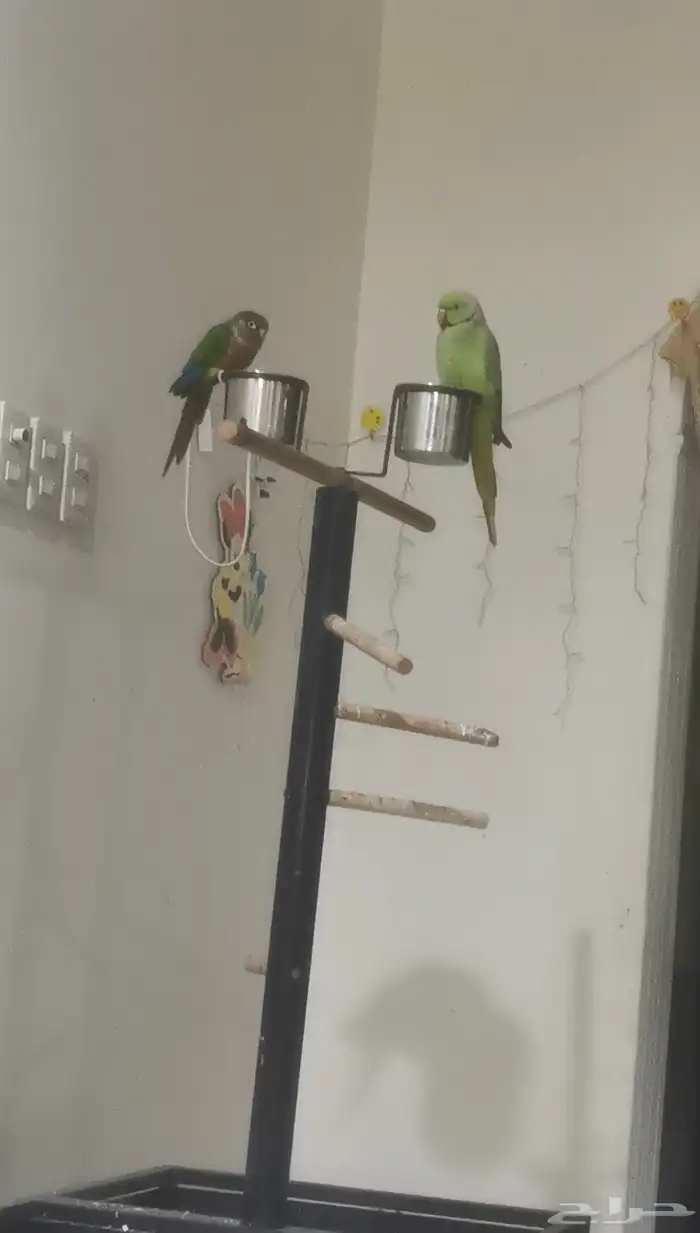 كنيور بلورايد 20