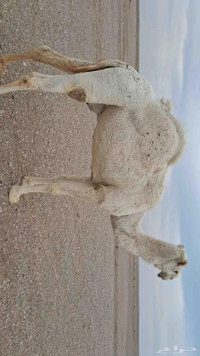 الناقه ضروبه للبيع وضحاء ام رابع بايع ولدها بشهر 12 طيبه 1