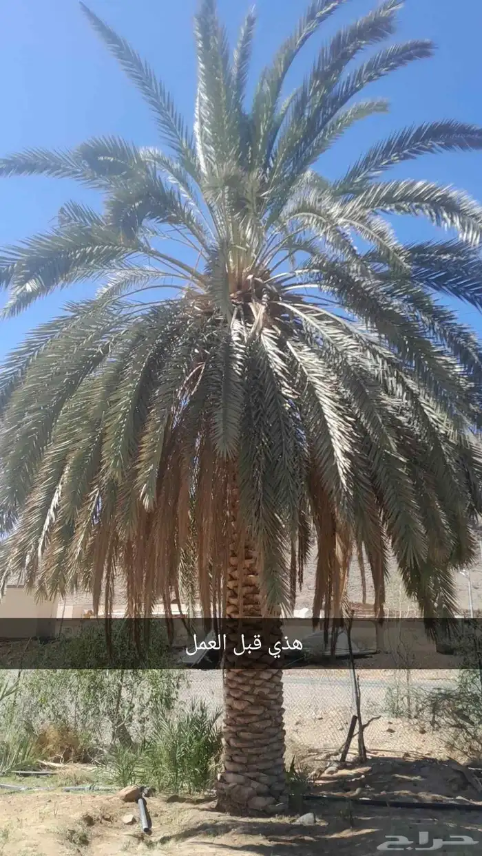 عمل نظاف نخل وتكريب 1