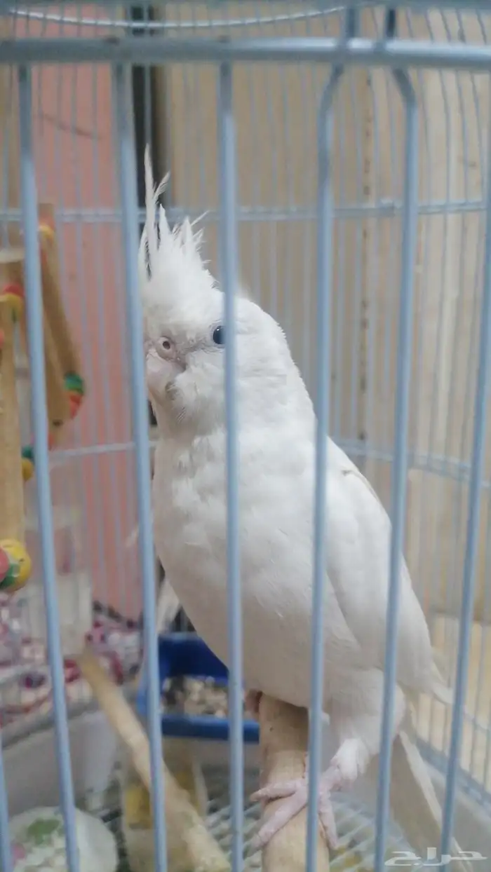 أنثى البينو نص أليفة 1