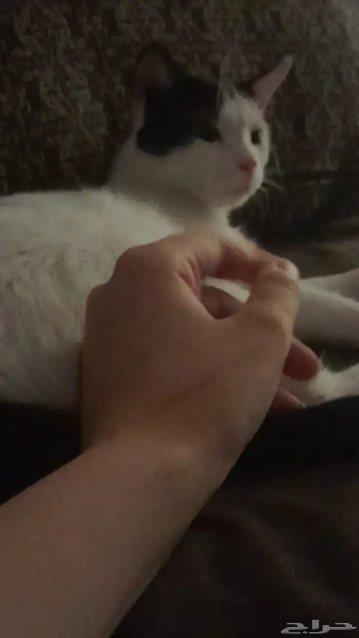 قط ضايع في الحمراء 1