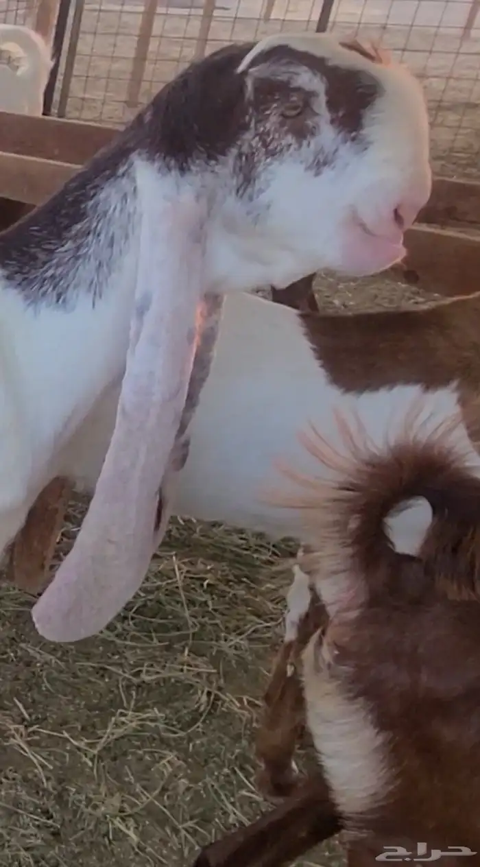 عنز مطوره فاخره 4