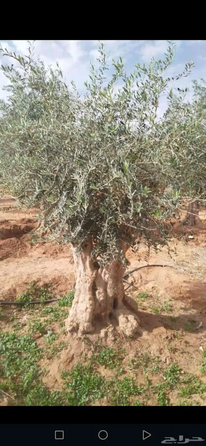زيتون معمر مثمر ونخيل عربي واشنطني 3