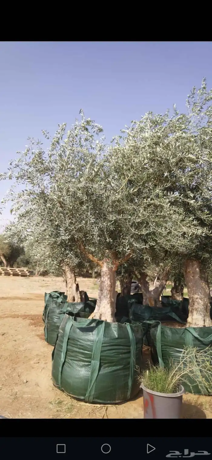 زيتون معمر مثمر ونخيل عربي واشنطني 1