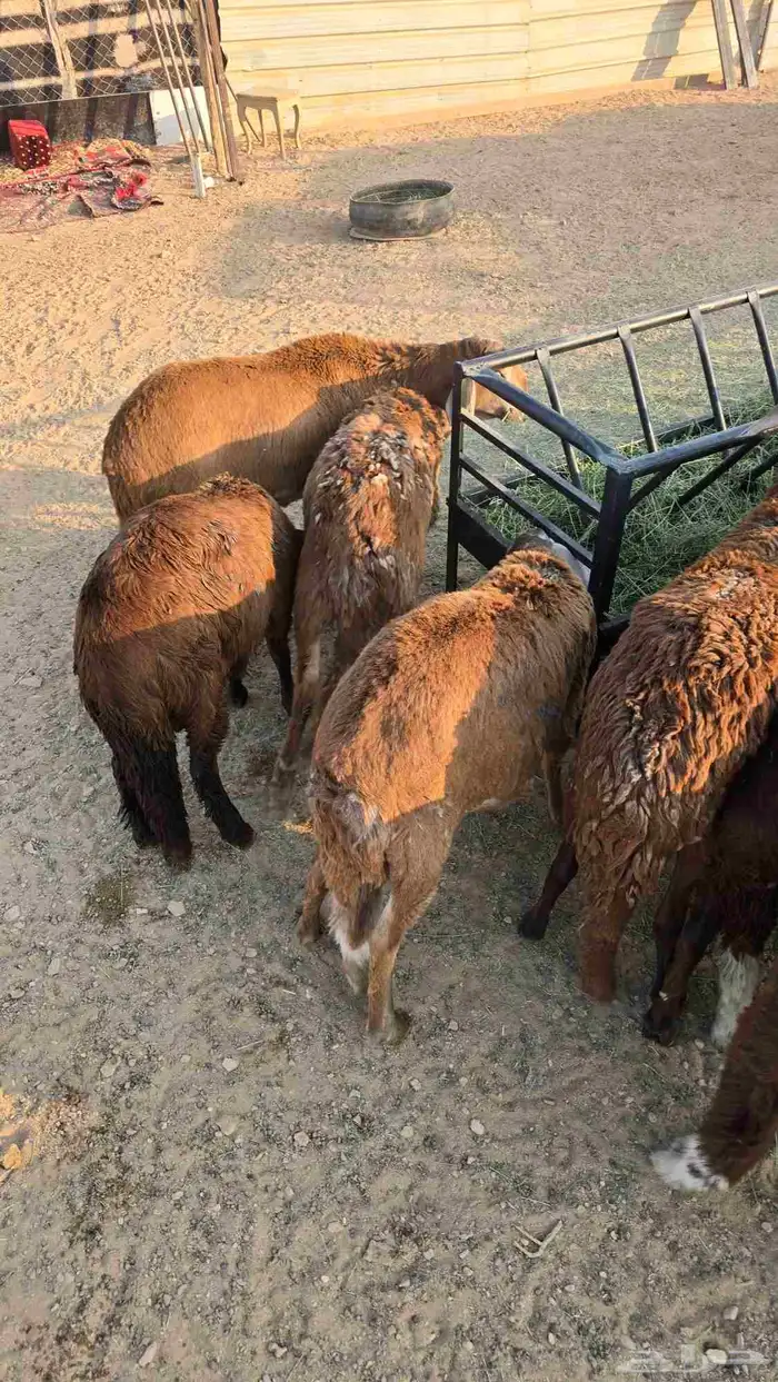 سواكني سواكن حمري ناهي 0