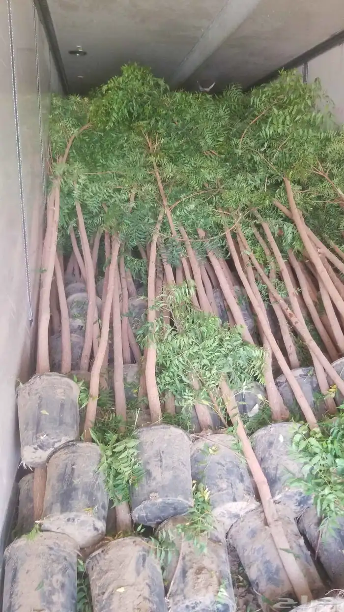 زراعه نخيل 3