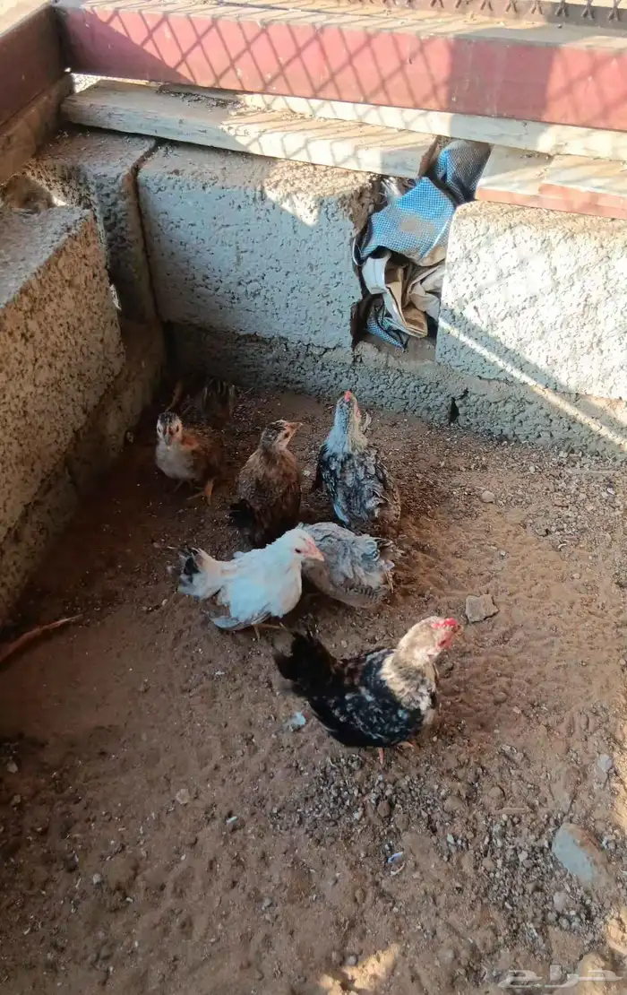 دجاج جبنيز قزم 5