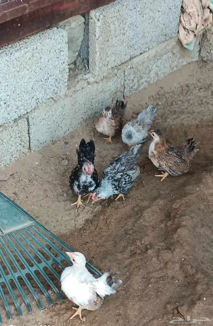 دجاج جبنيز قزم 0