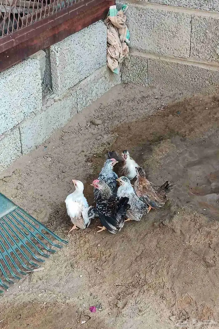 دجاج جبنيز قزم 3