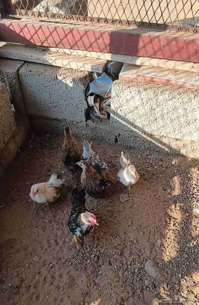 دجاج جبنيز قزم 6