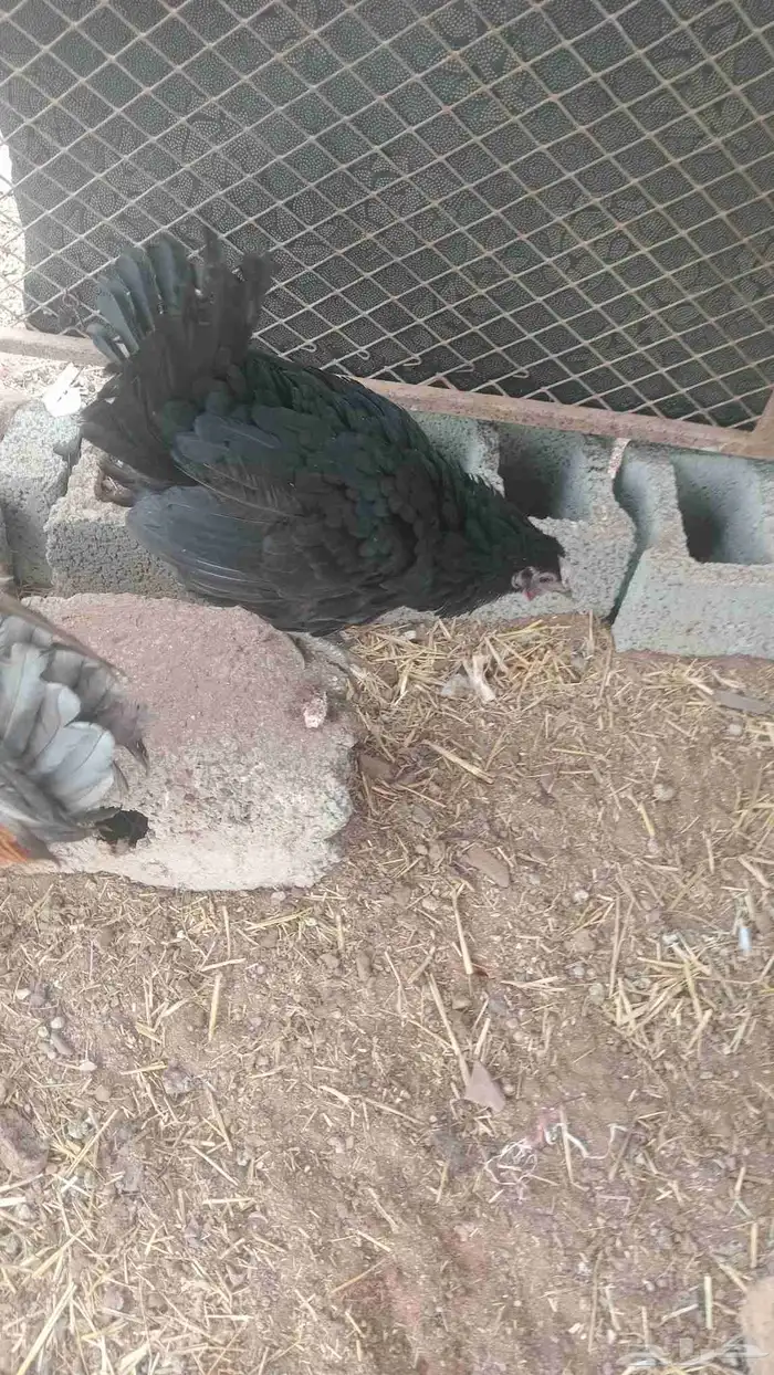 دجاج بلدي السعر 25ريال رقم   التواصل في واتساب 0