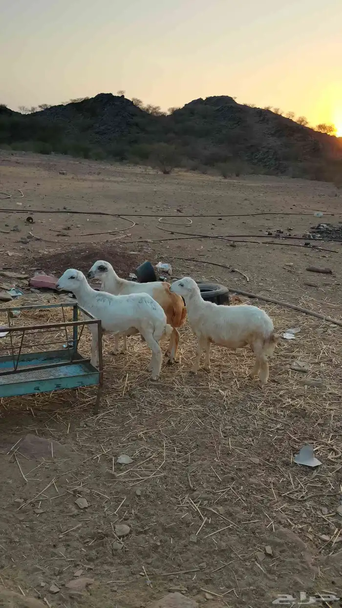 خرفان بلادي العدد 3الموقع العيدابي 5