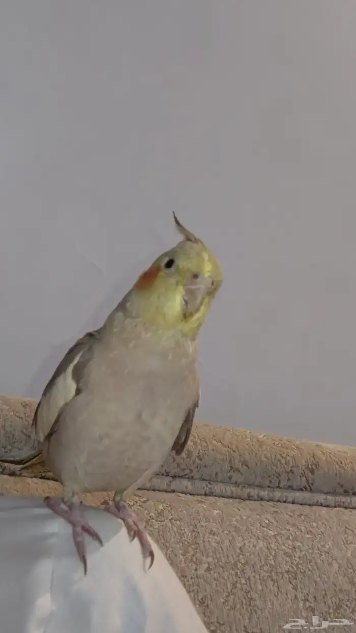 طير كروان اليف 2