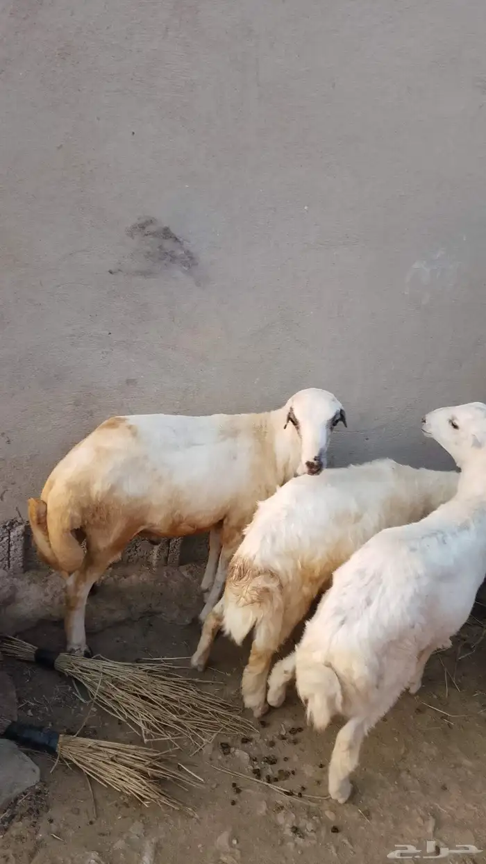 خرفان بلادي العدد 3الموقع العيدابي 4