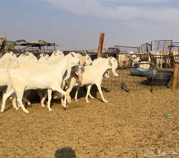 معزا مطورات فاخره((( تم البيع ))) 1