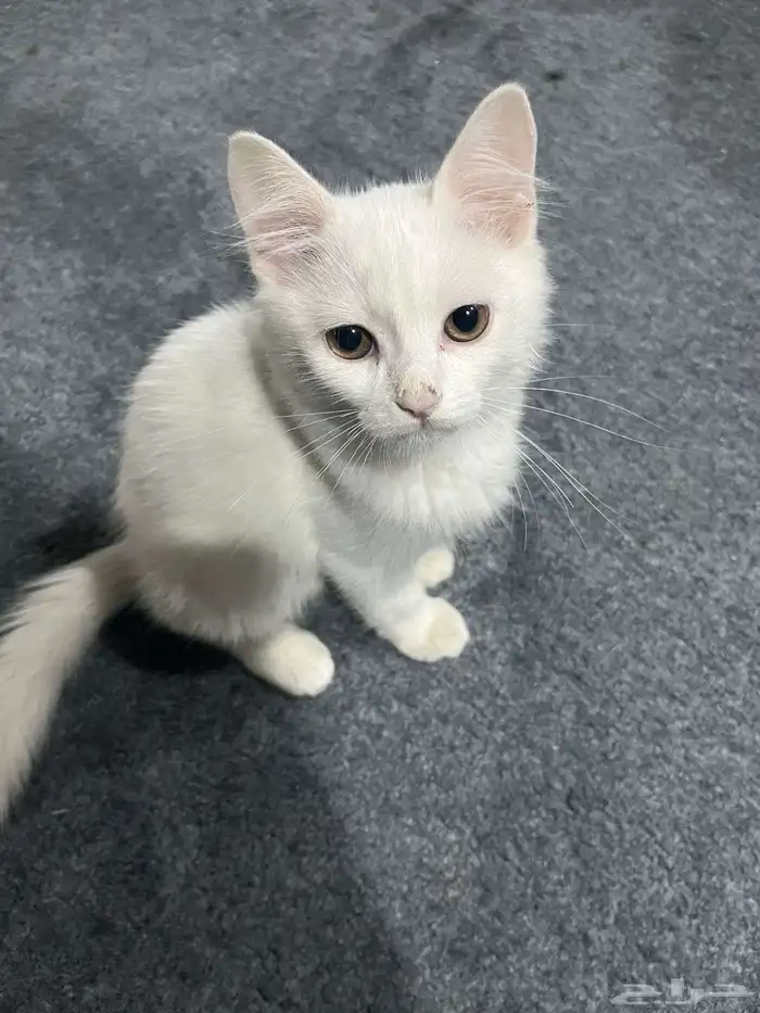 قطط للتبني بنت و ذكرين العمر3 شهور 4