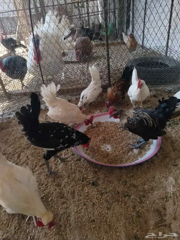 ديوك بلدي شباب 6