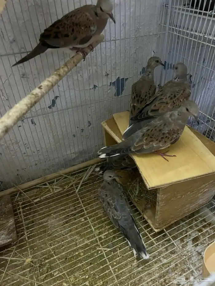 حمام زينه معروف من الصوره اربع اجواز الجوز ب230 3