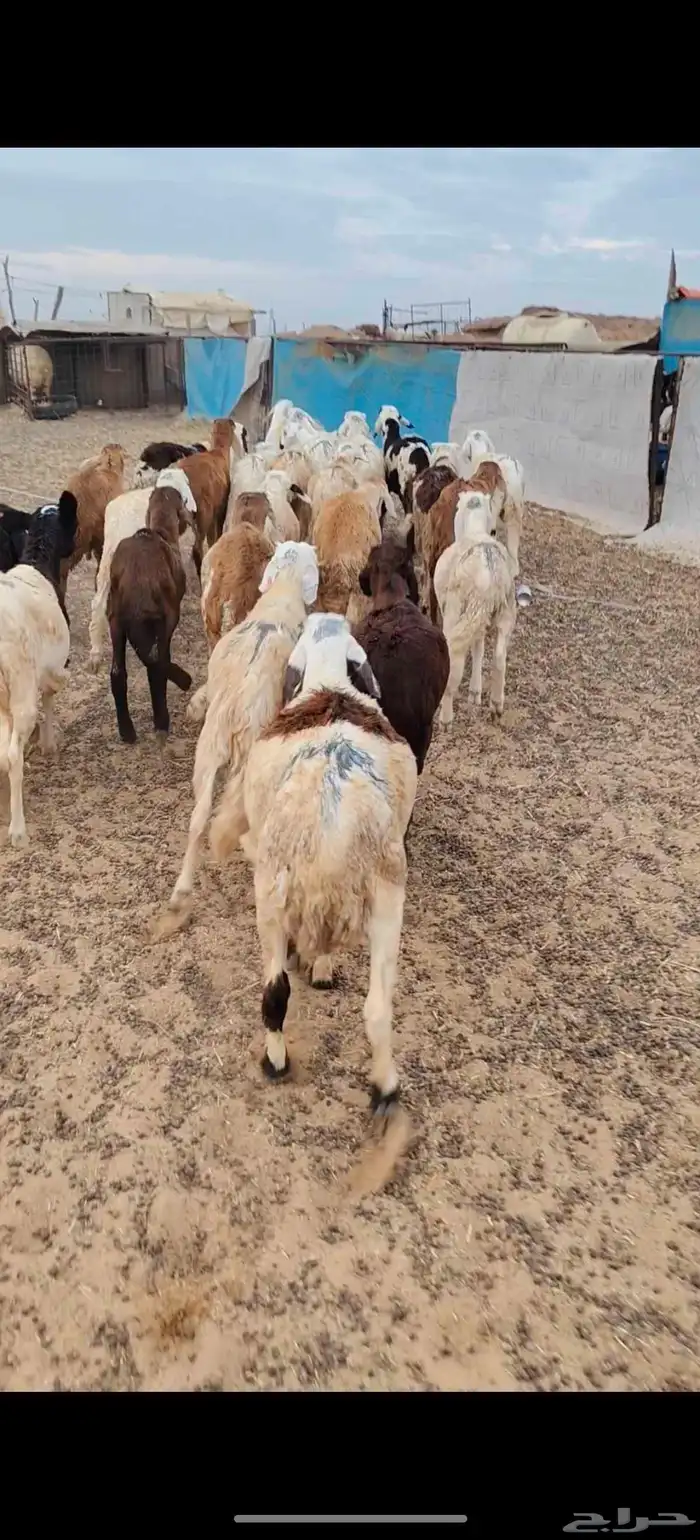 لبيع سواكن العدد 30 العمر من 4 اشهور وفوق الموقع بريدة لتواص 10