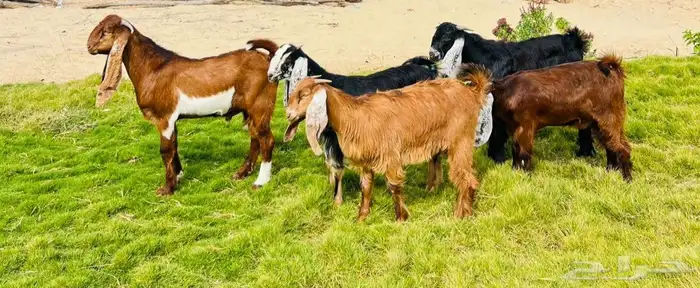 تيوس عوارض فل 0