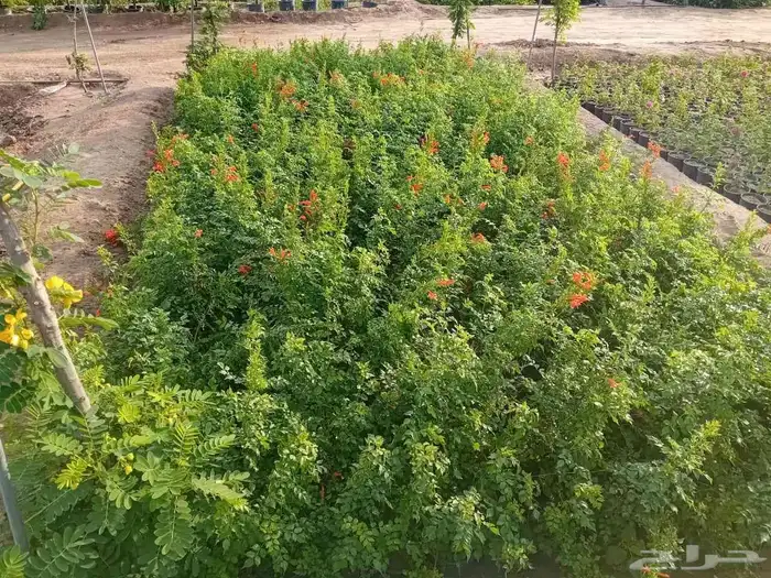 مشتل الجموم الجميع انواع اشجار الجملة 3