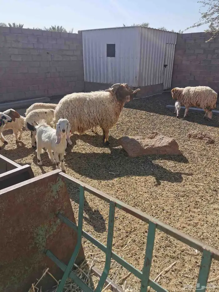 خروف فحل نعيمي توه مسدس 0