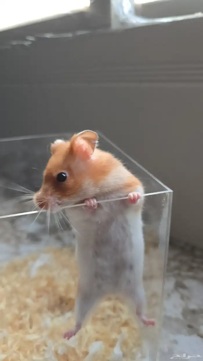 هامستر سوري انثى منتجه 2