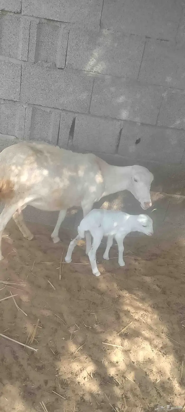 نعجه فاخره للبيع 0