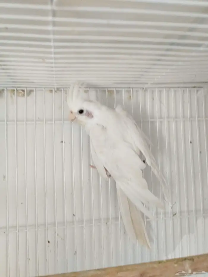 لبيع ذكر كروان البينو منتج 0