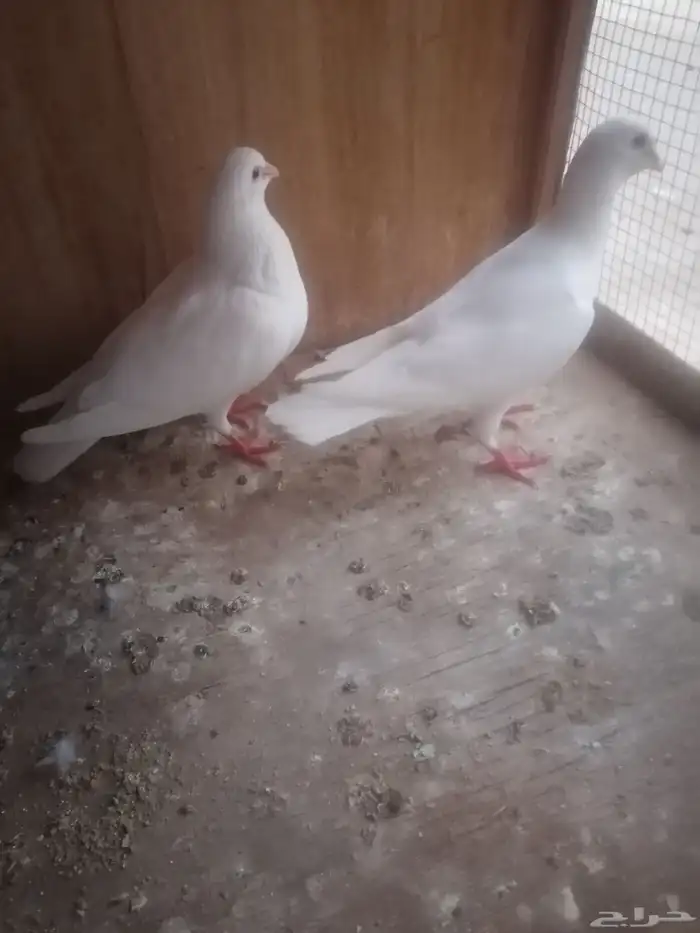 زوج حمام فرنسي للبيع مع طباته 1