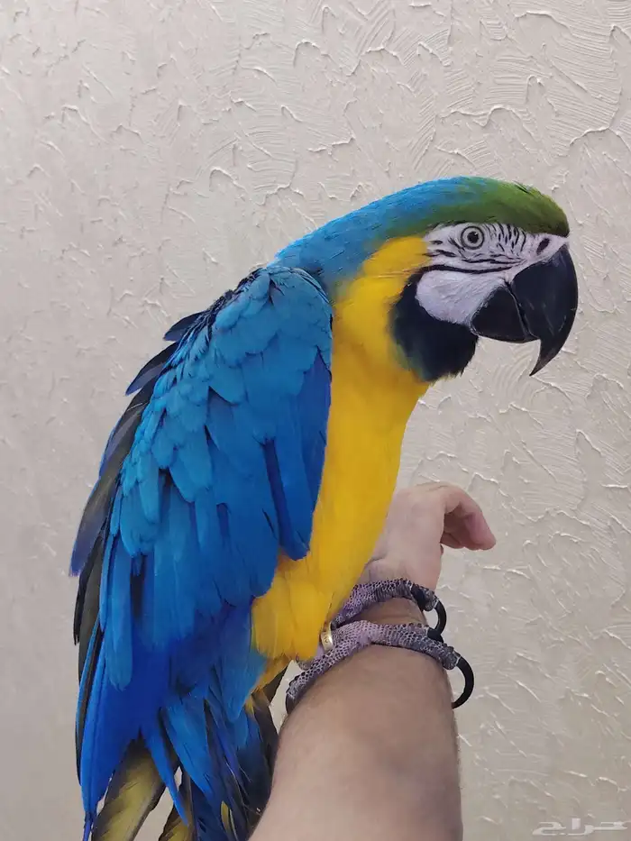 ببغاء مكاو أليف جدا ومتكلم ورقيص. 0