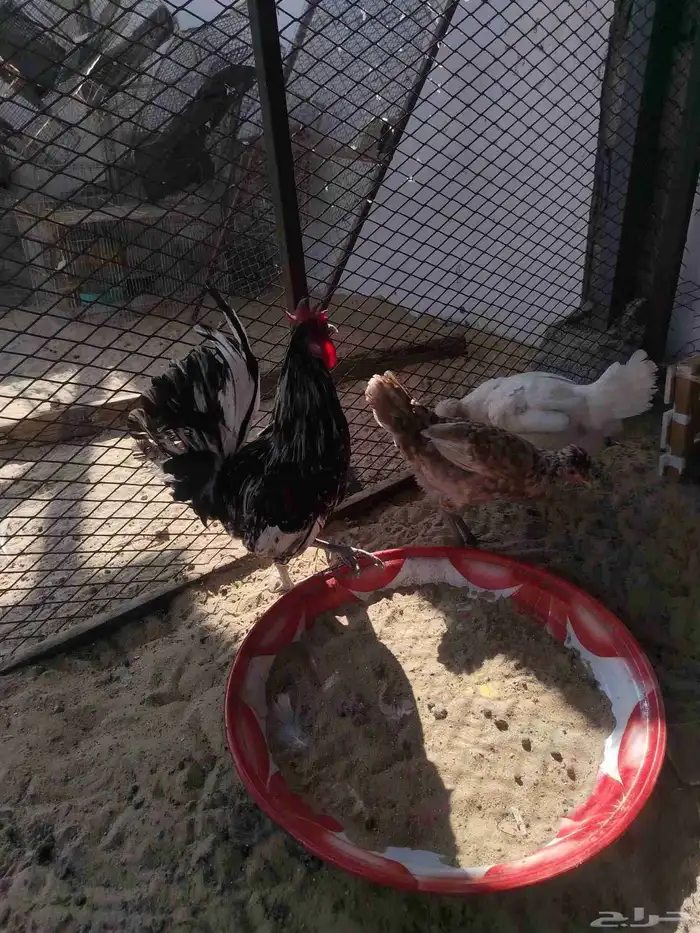 دجاج فواخر 4