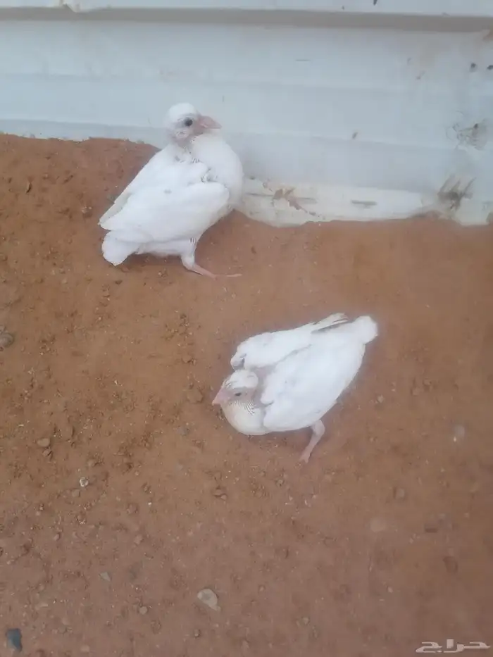 زوج حمام فرنسي للبيع مع طباته 5