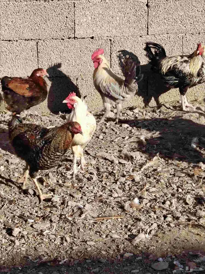 ديوك بلدي للبيع 1