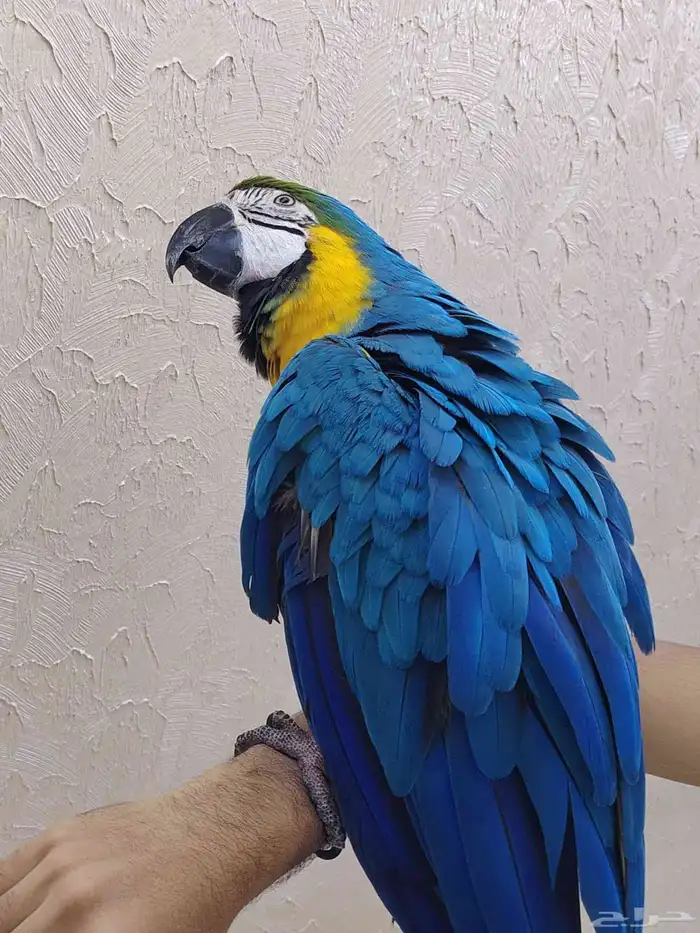 ببغاء مكاو أليف جدا ومتكلم ورقيص. 2