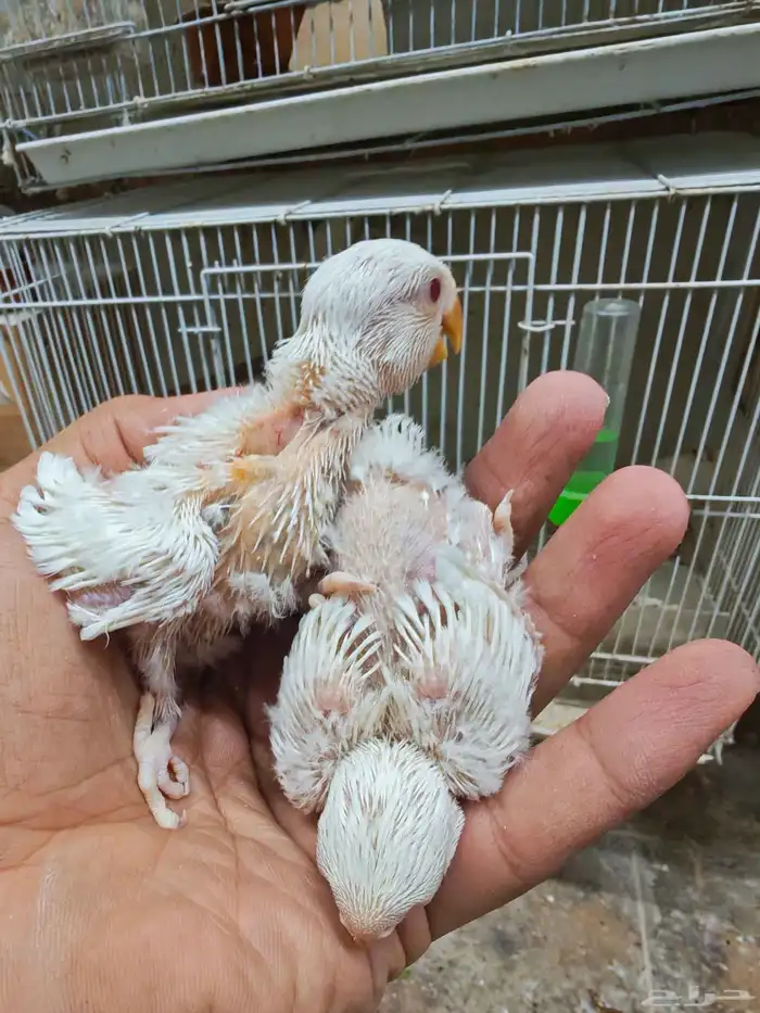 للبيع فروخ روز البينو عيون حمر 2