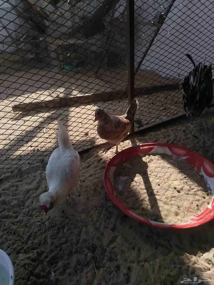 دجاج فواخر 7