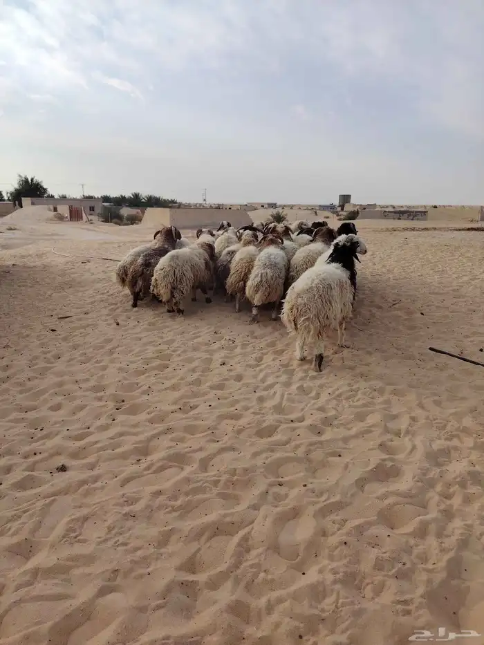 نعيمي جبر فل للمناسبات 4