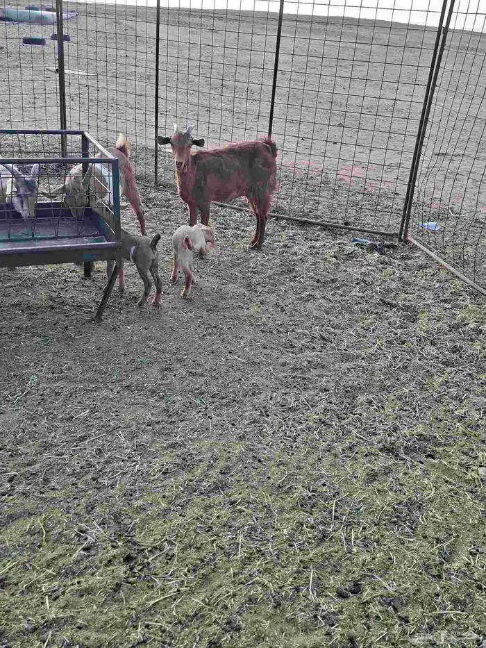 معزا جنوبيات للبيع 5