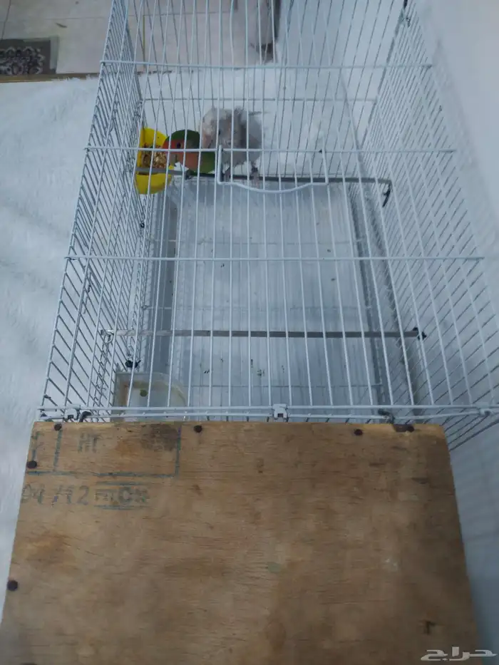 عصافير ذكر انثى النوع  روز السعر 350 الاثنين مع القفص وكل شي 3