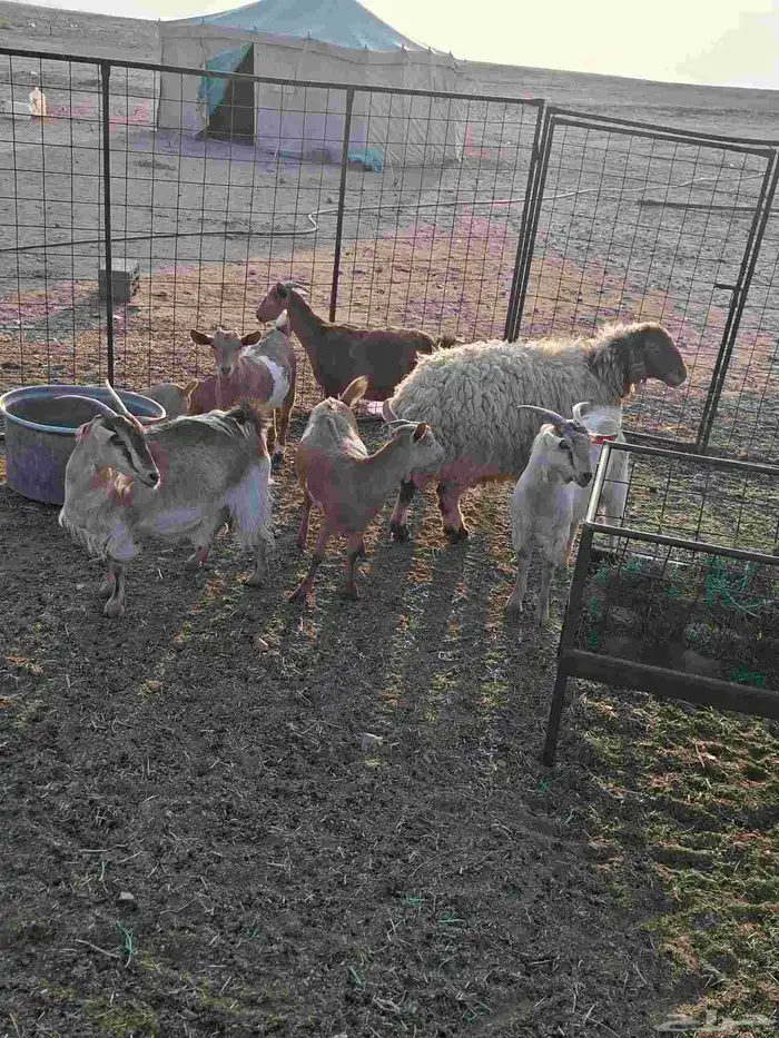 معزا جنوبيات للبيع 1