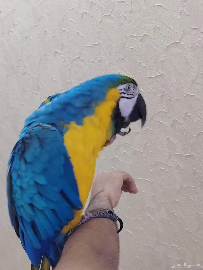 ببغاء مكاو أليف جدا ومتكلم ورقيص. 1