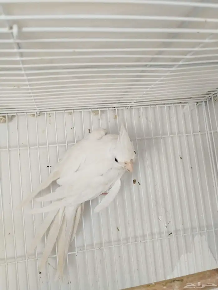 لبيع ذكر كروان البينو منتج 3