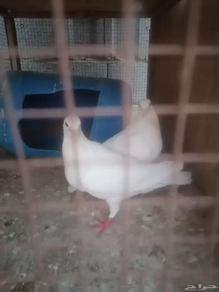 زوج حمام فرنسي للبيع مع طباته 2