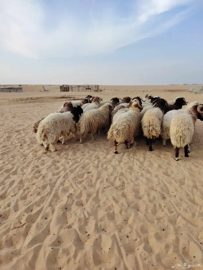 نعيمي جبر فل للمناسبات 2